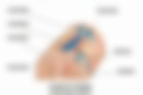 张文丽医生简介项目优势