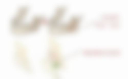 贾瑞医生简介怎么挂号